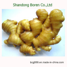 Shandong Boren 100% Natural Fresh Ginger